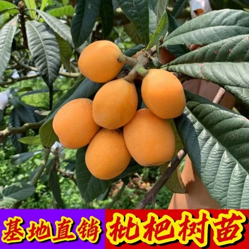 枇杷苗树无核砂糖枇杷树果苗琵琶树果树果苗特大庭院种植枇杷树苗
