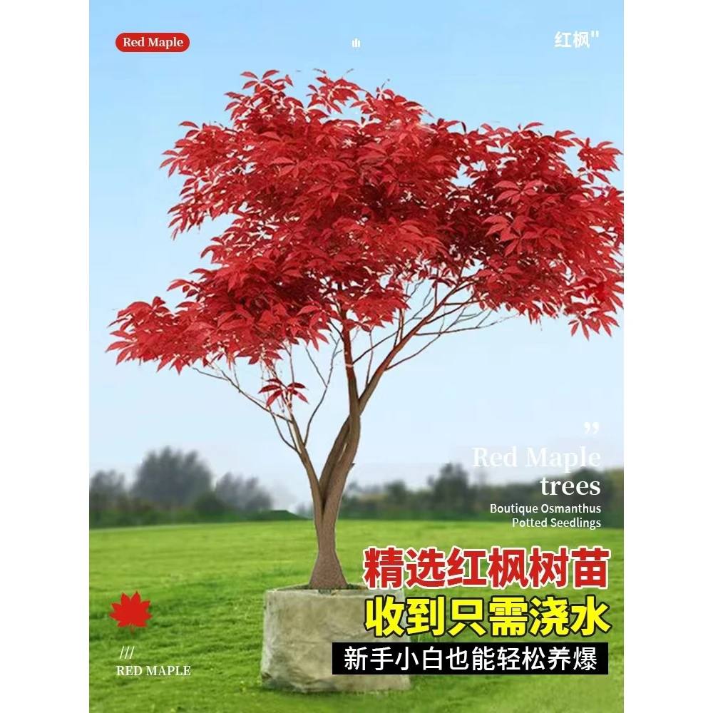 日本红枫树苗四季红中国红枫庭院别墅地栽耐寒红舞姬老桩大树绿植