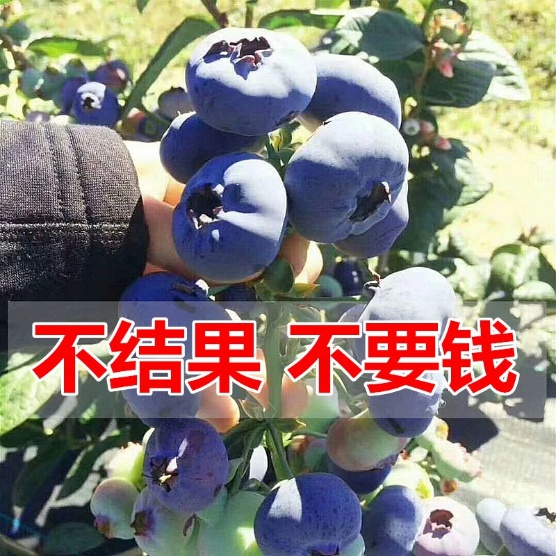 蓝莓苗盆栽特大带土阳台南方北方种植当年结果耐寒蓝莓苗果树果苗