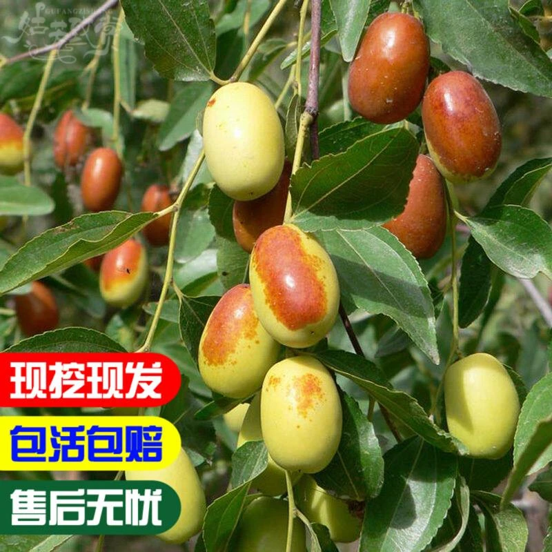 金丝新4号枣南方北方都可种植 嫁接枣树 枣子树苗 味甜 高产 耐寒