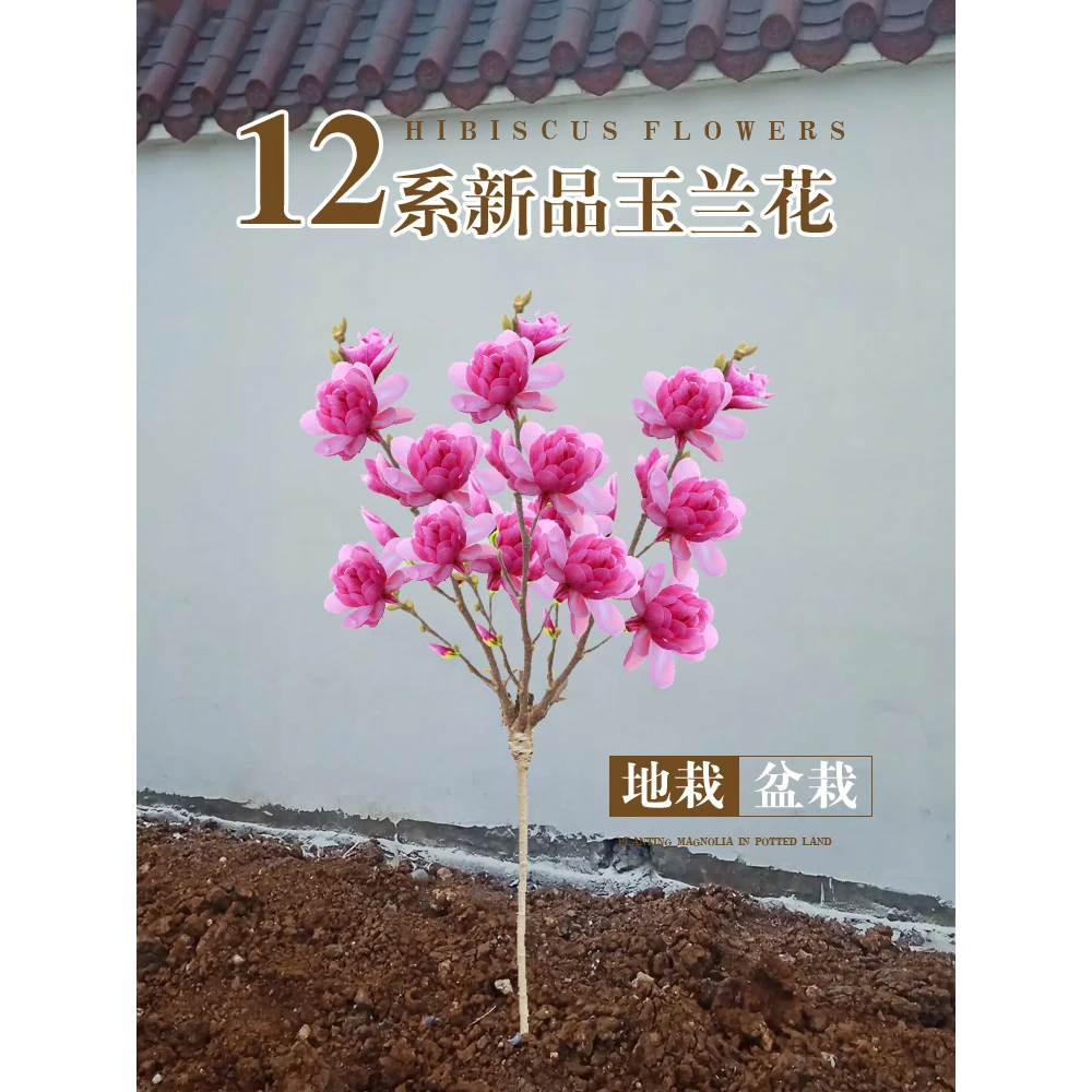 红紫玉兰花树苗庭院阳台种植开花植物盆栽地栽花卉绿化苗木耐寒