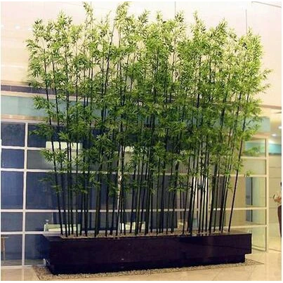 竹子竹苗盆栽紫竹苗青竹苗金镶玉黄金竹苗室外绿植室内植物屏风竹