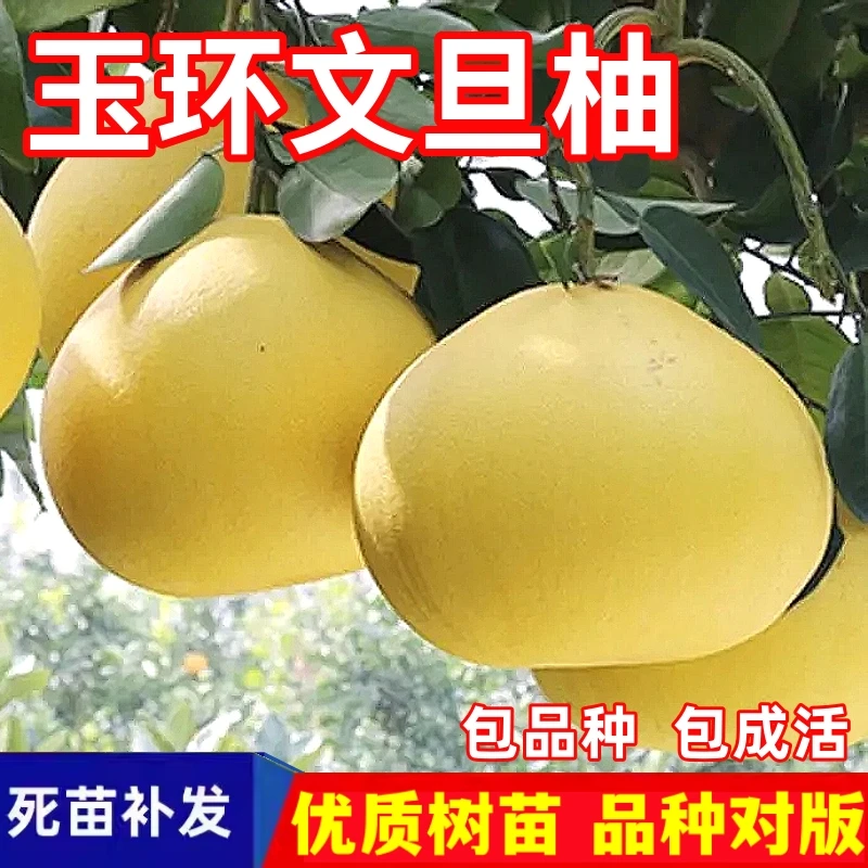 玉环文旦柚树苗南北方庭院地栽盆栽嫁接白心柚子苗特大果当年结果