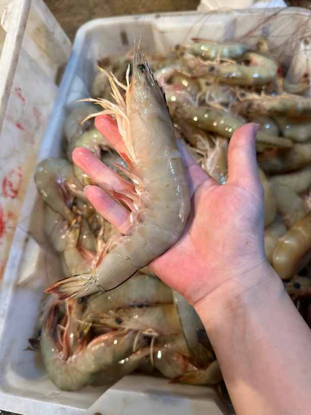 天然海捕大虾母