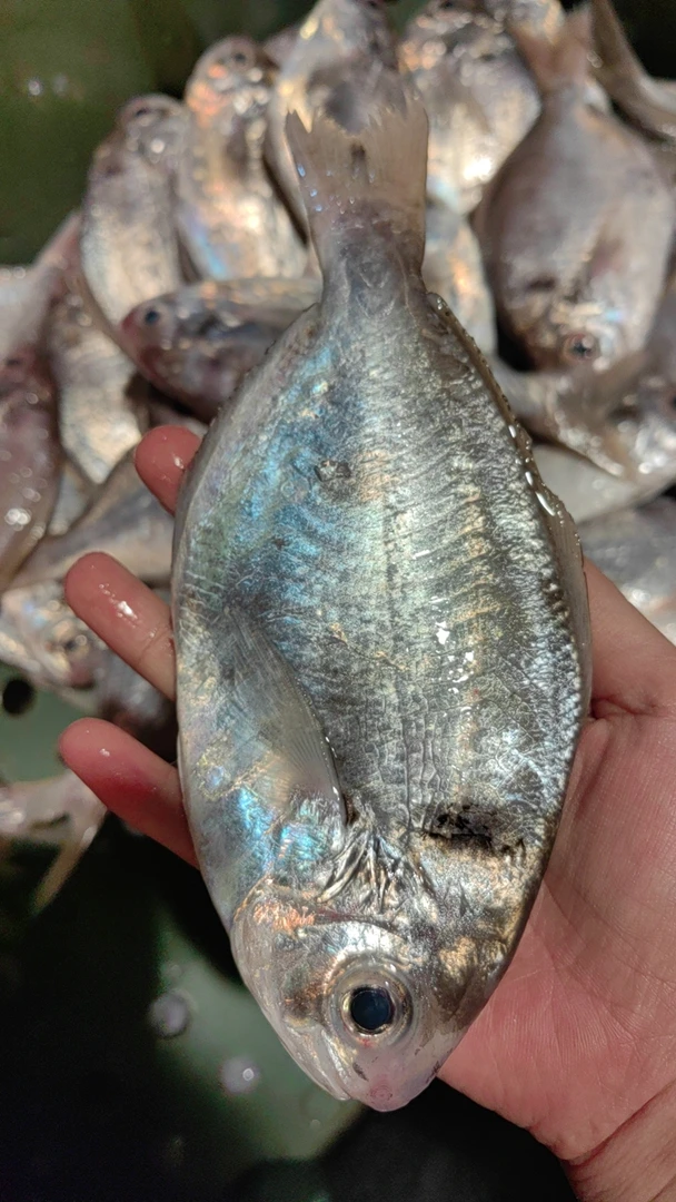 天然野生肉鲳鱼