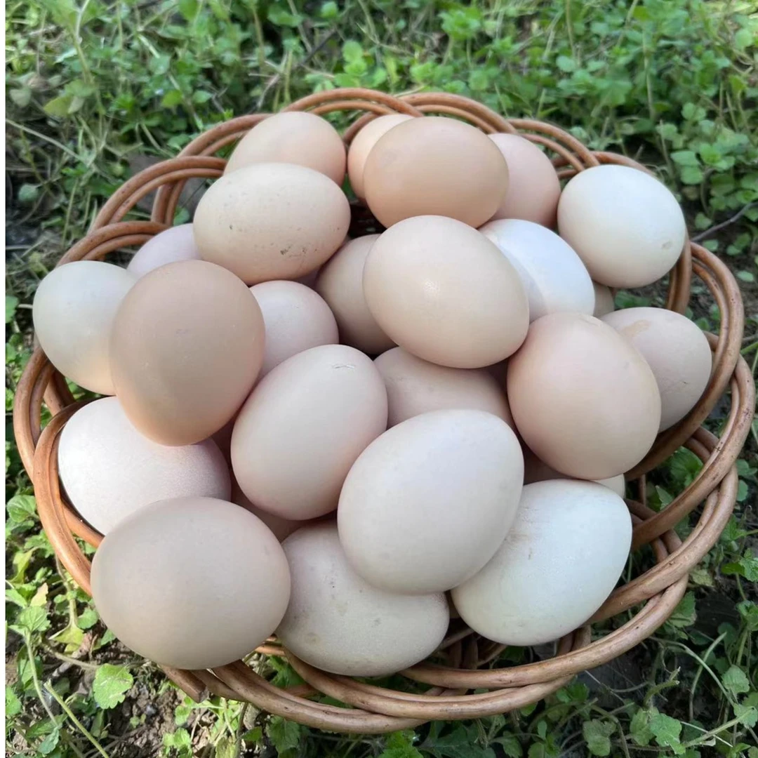 邳城农家草鸡蛋土鸡蛋粮食喂养农产品食用