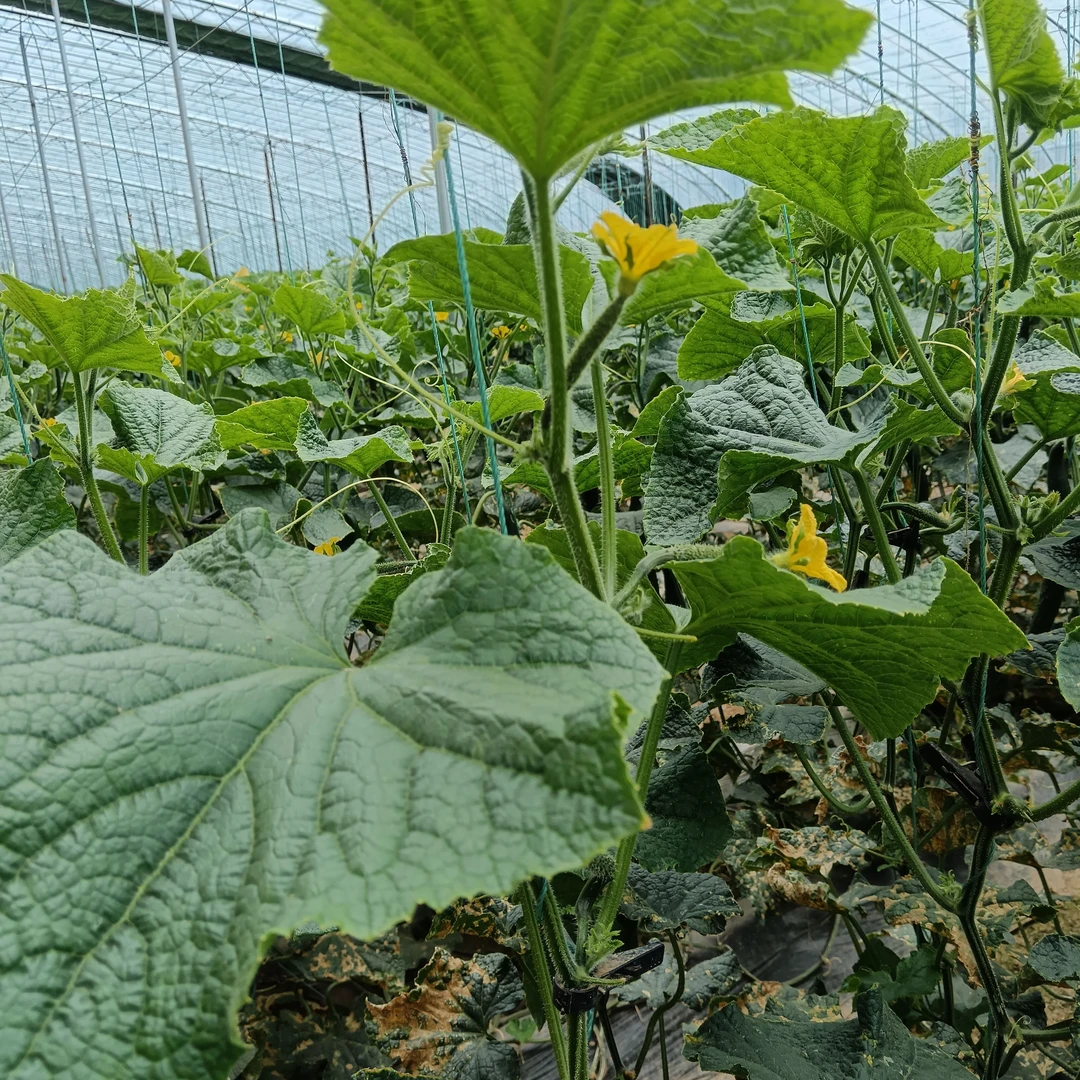 榆次新鲜采摘黄瓜13.8净重4斤包邮顶花带刺坏果包赔口感爽脆多汁