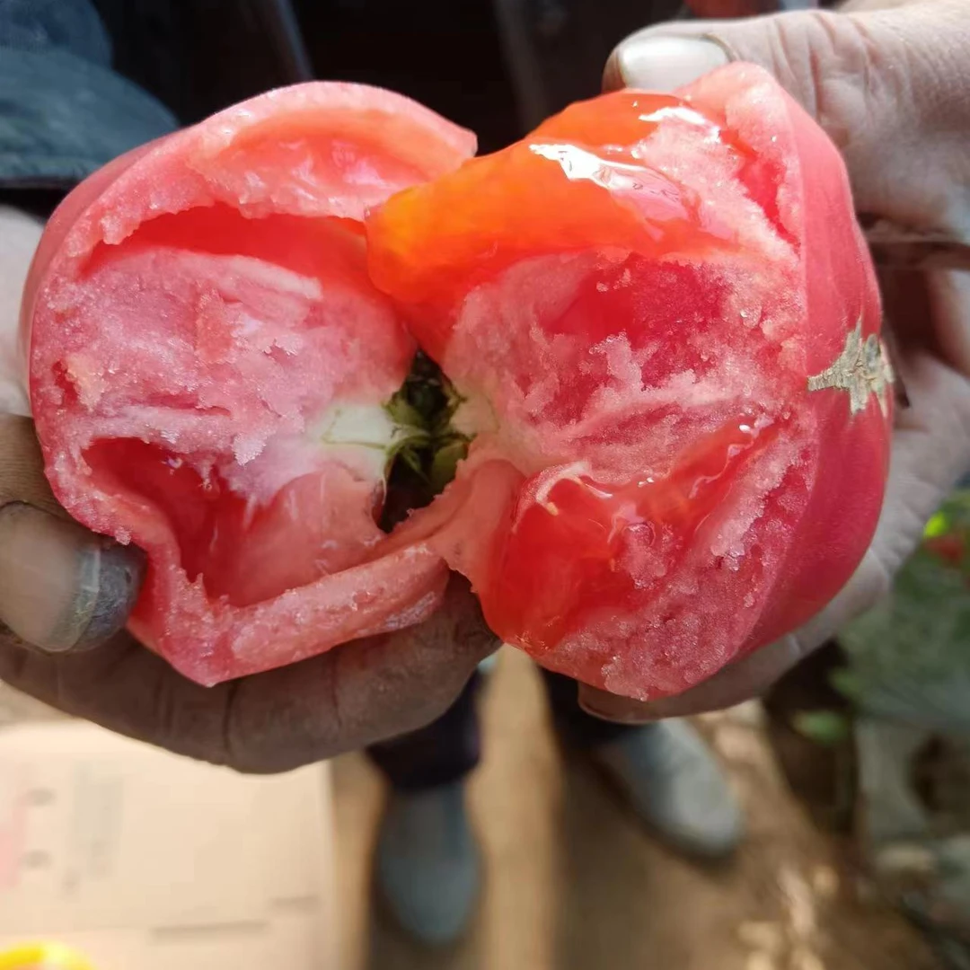 韵达山西榆次露天沙瓤西红柿老品种起沙草莓心黄金籽新鲜摘自然熟