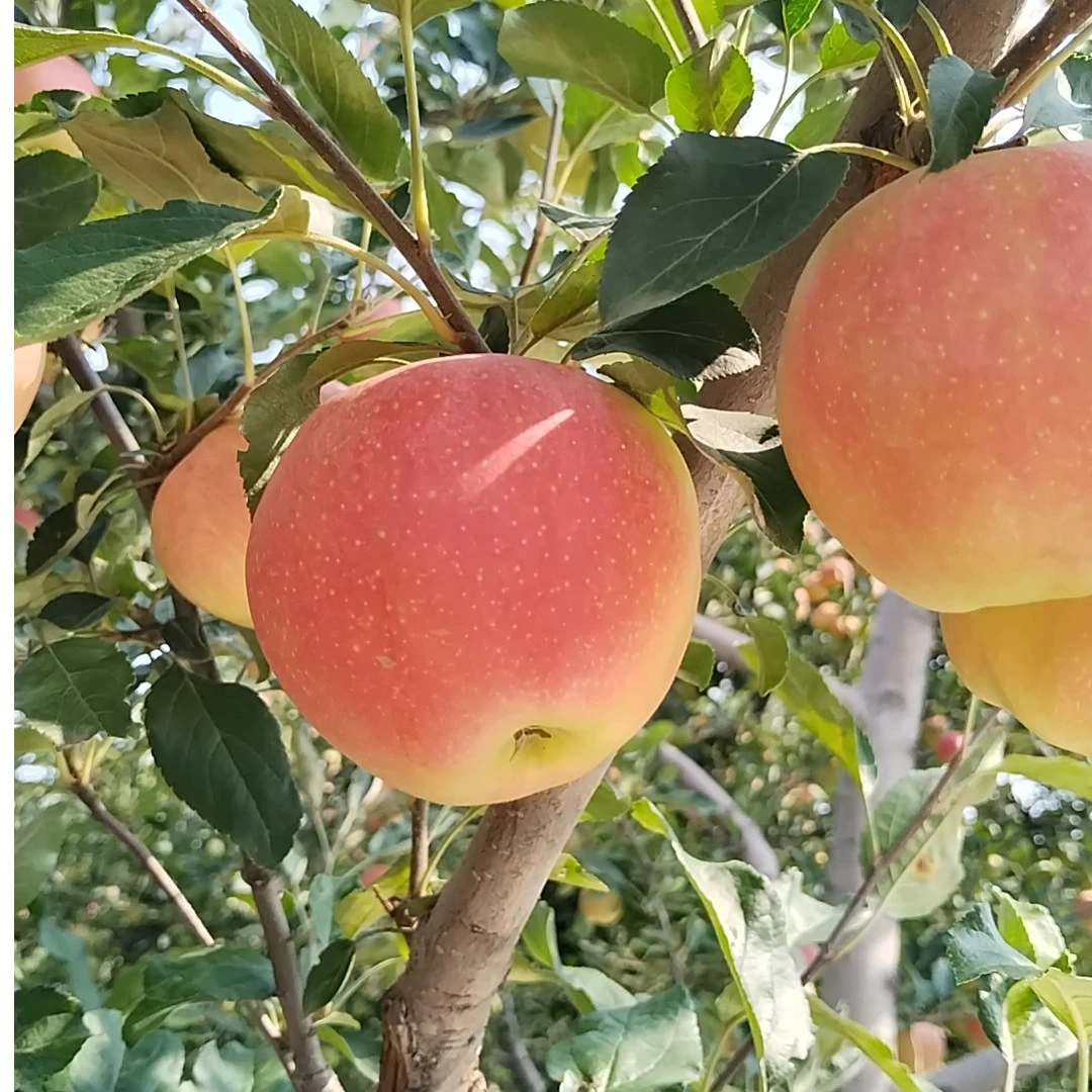 无品牌韵达快递山西榆次紫坑村高山酥脆红嘎啦25年新苹果现摘现发