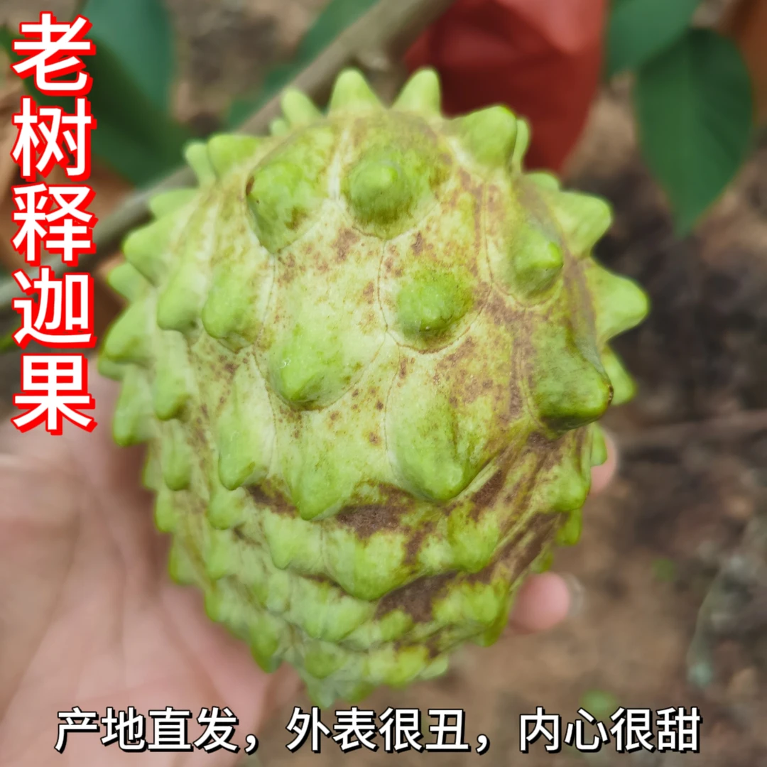 广西老树释迦花皮果，3斤/5斤八成熟发货，收到放熟再吃