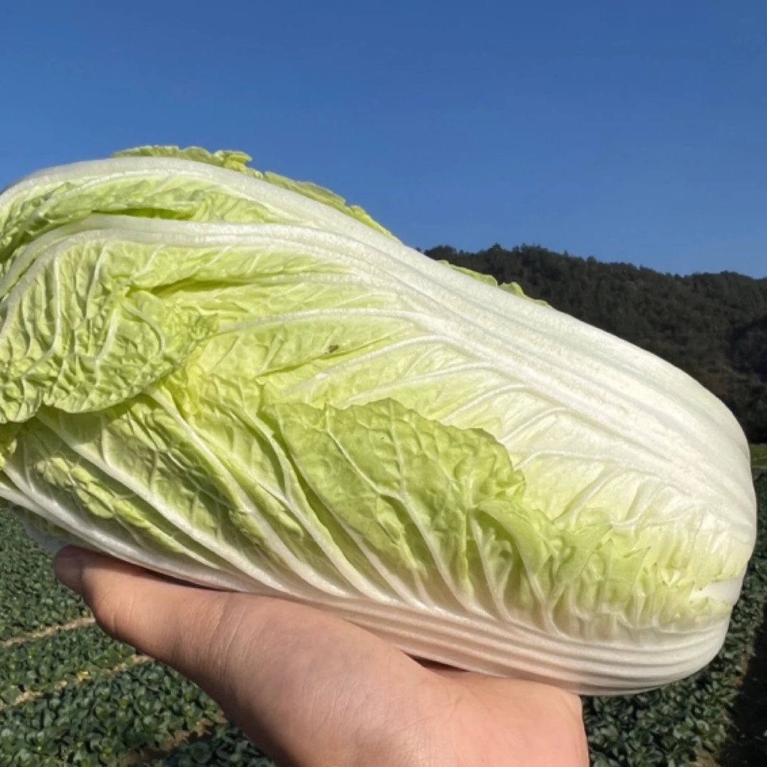 【觅心农场】生态自然放心蔬菜大白菜