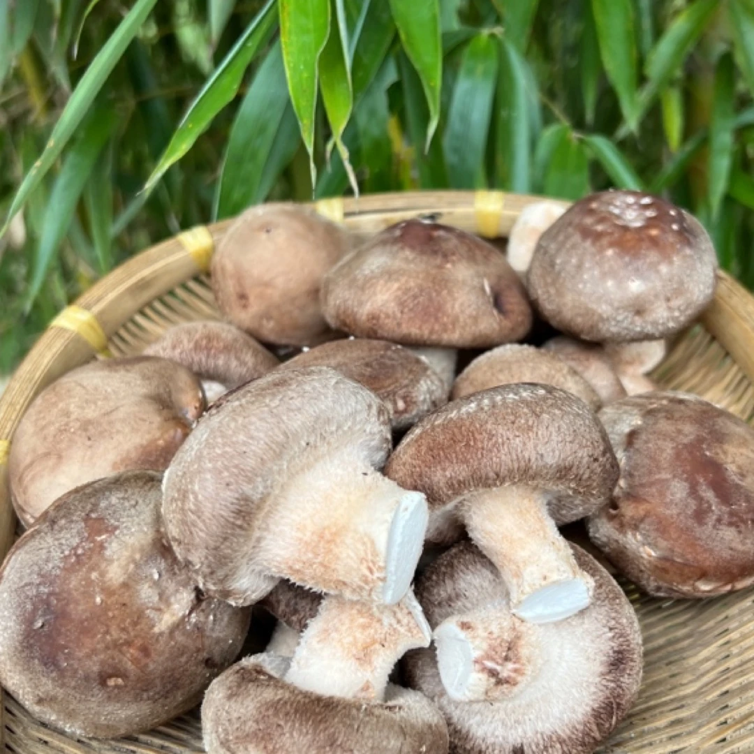 【觅心农场】生态自然放心蔬菜香菇冬菇花菇