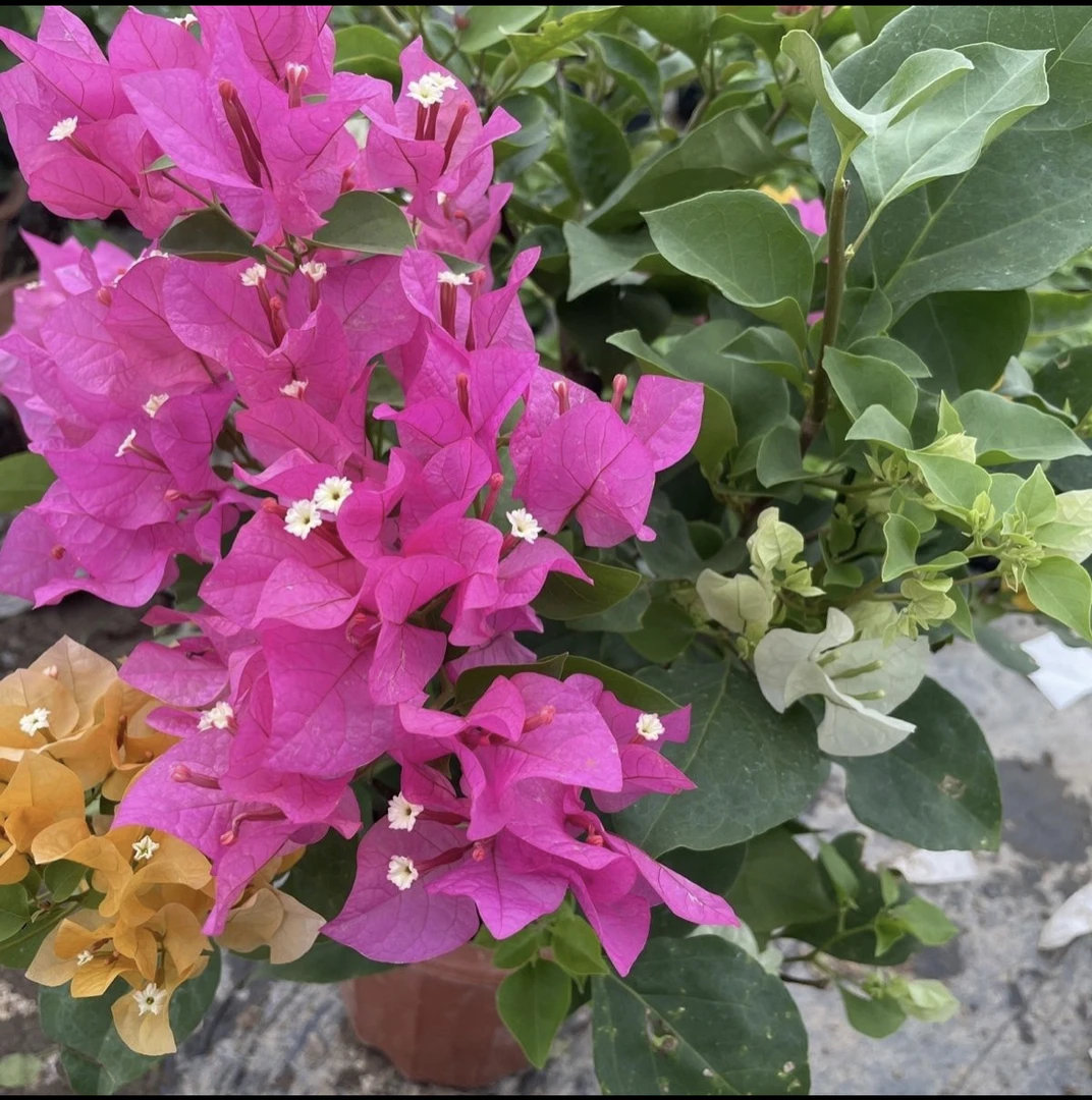 三角梅一盆三花四季勤花盆栽原盆土带花发货中国北欧风客厅绿植