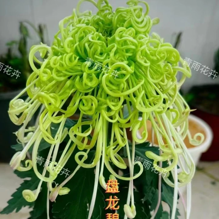 【盘龙碧玉】 九月菊   菊花苗