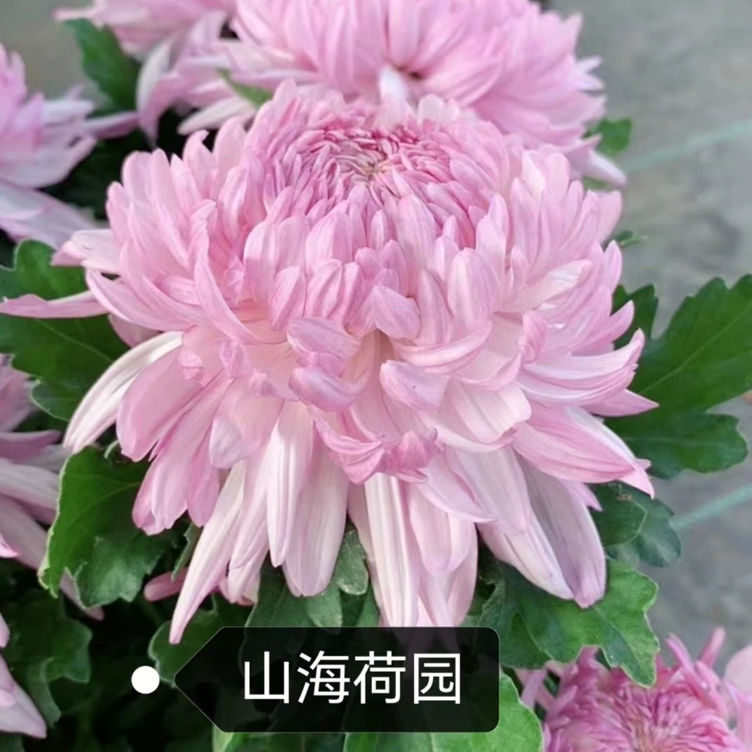 【山海荷园】 九月菊  菊花苗