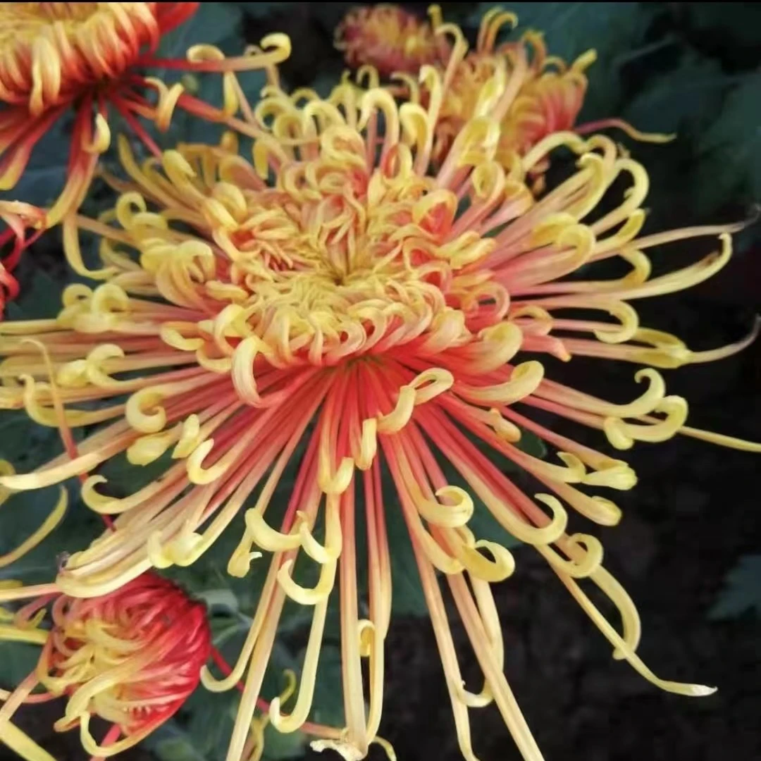 【旭日东升】九月菊  菊花苗