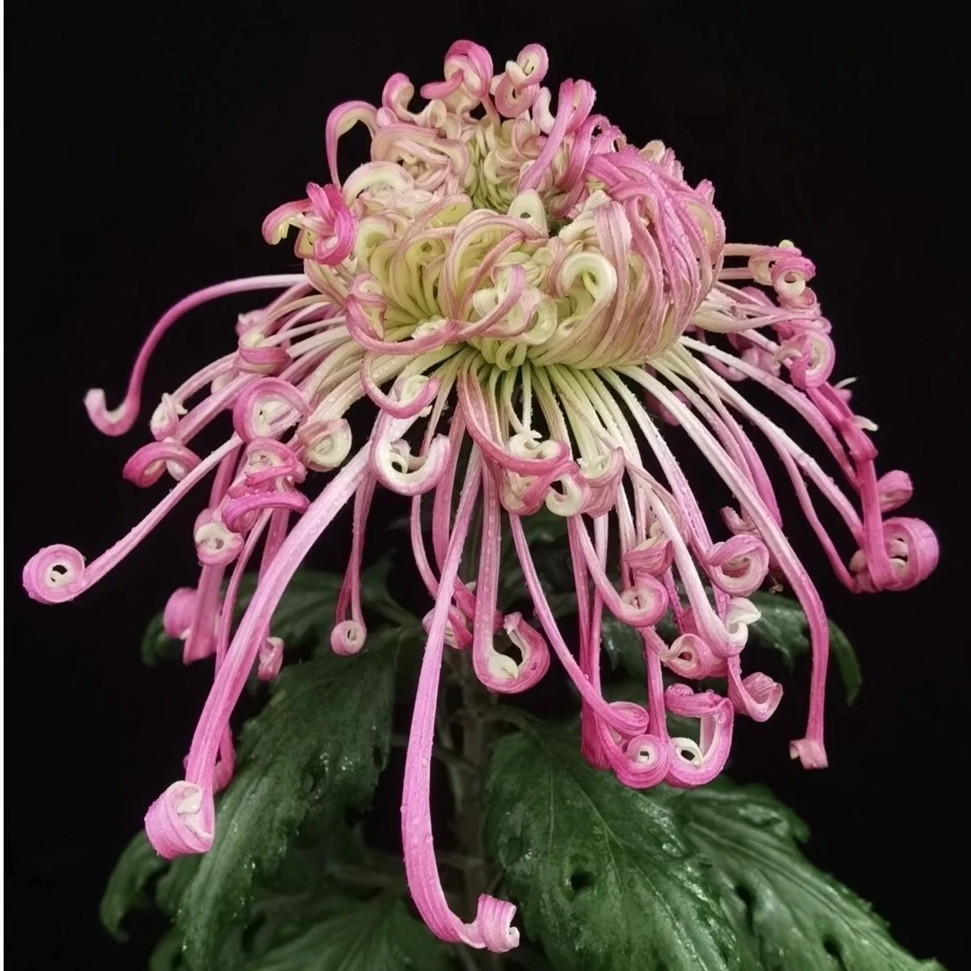 【沽水流霞】九月菊  菊花苗