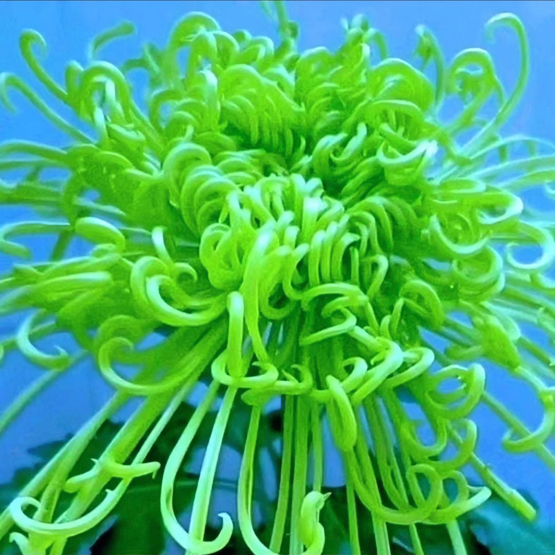 【绿千丝】 九月菊  菊花苗