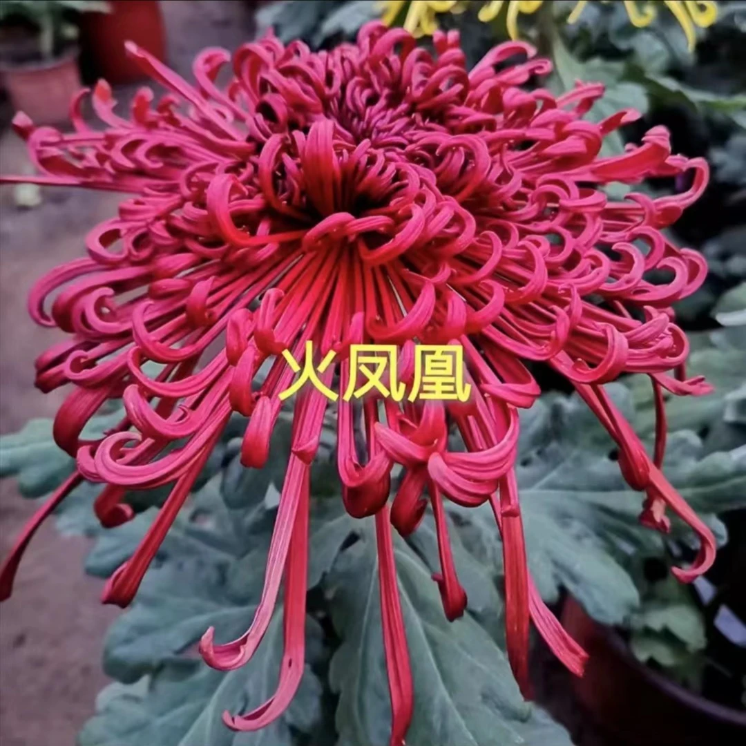 【火凤凰】九月菊  菊花苗