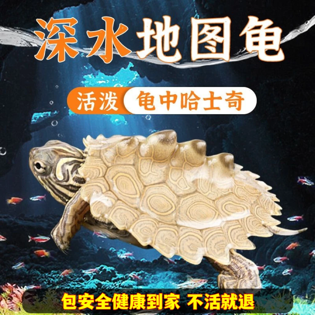 正宗密西西比深水地图龟活体鱼缸混养小乌龟活物观赏龟网红稀有龟
