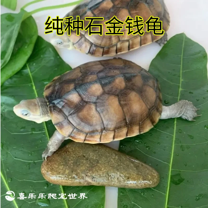 【纯种石金钱】活体南石龟金钱龟观赏小乌龟宠物龟批发混养活物龟苗