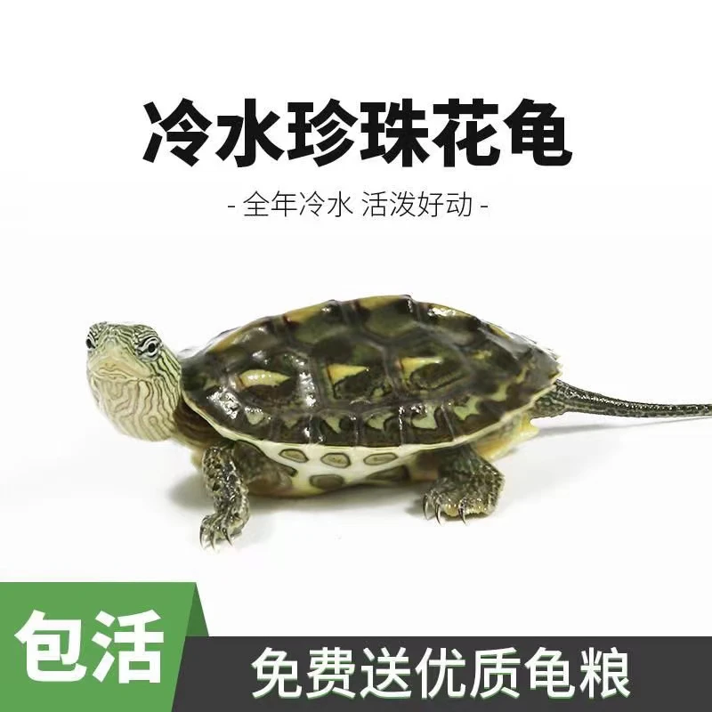 【纯种珍珠龟】花龟中华珍珠龟小乌龟宠物观赏龟招财长寿龟活体龟
