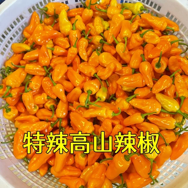 福建永安魔鬼辣椒超辣新鲜现摘特香特辣福鼎肉片专用