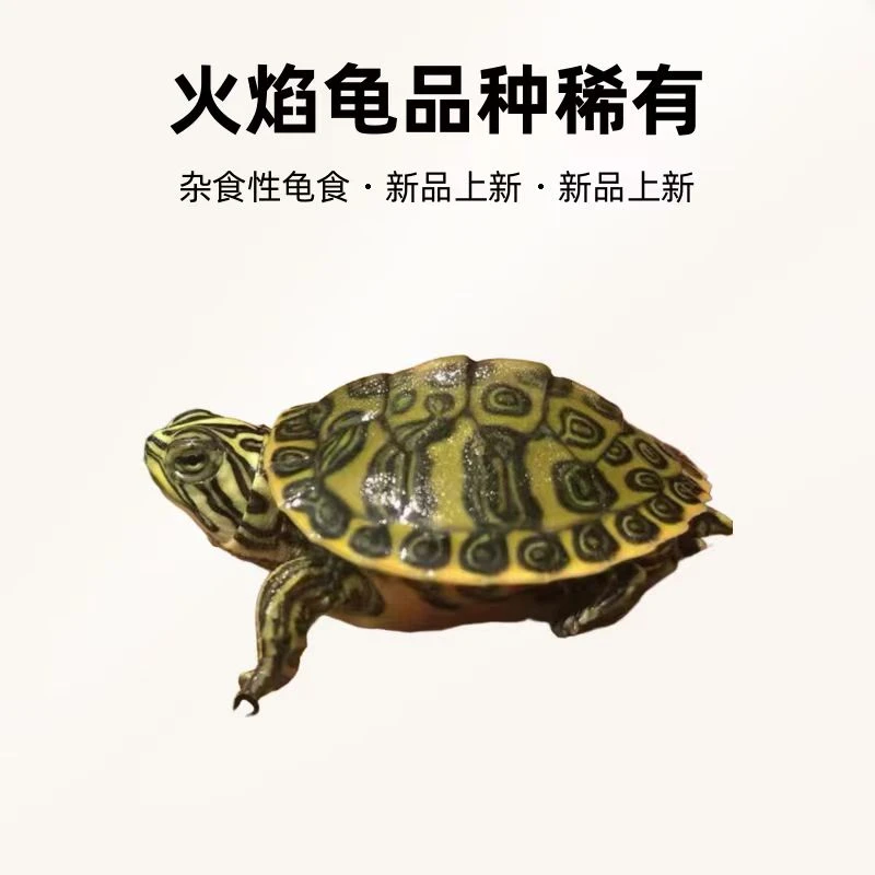 直播选龟链接  请勿私拍  龟龟