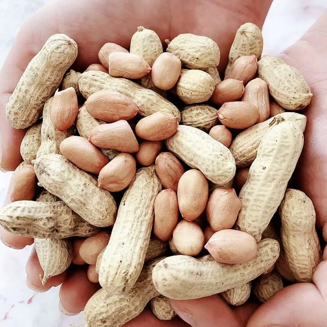山东手工挑选带壳新鲜花生干花生自然晾晒