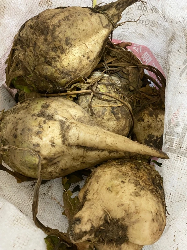 新疆甜菜疙瘩可做糖稀甜菜琼琼3斤装新鲜带泥土