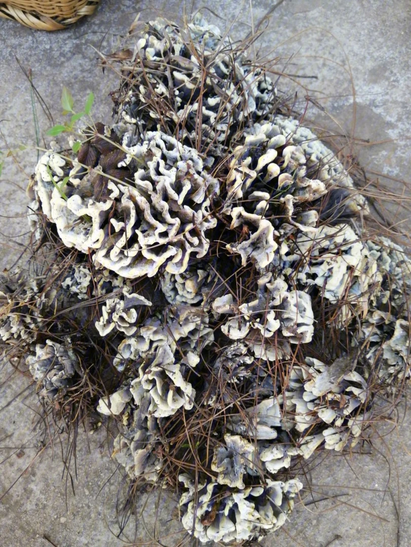 【边陲之乡】黑干巴菌