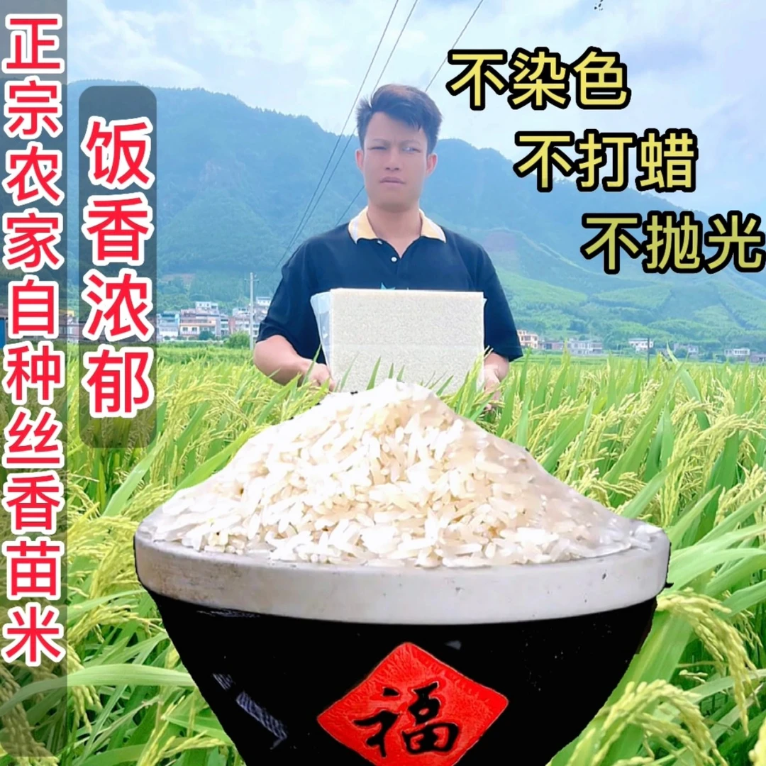 广西象州当季新碾丝香苗米5/10斤 产地直供真空包装丝苗米