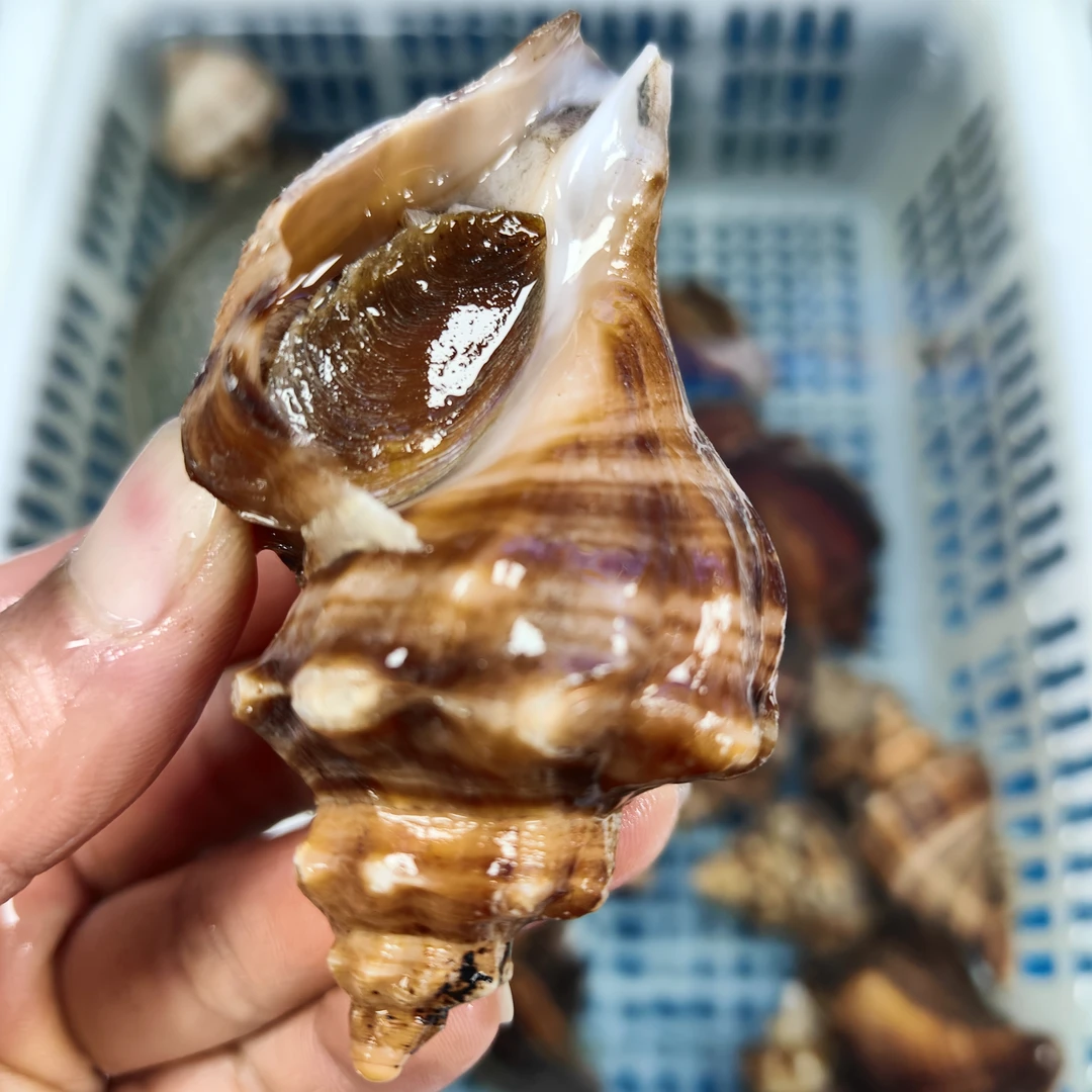 红里螺（鲜活）500g