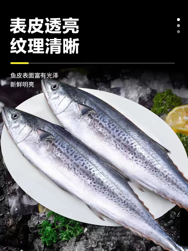 【土豪新精选】汕尾本港康氏马鲛鱼