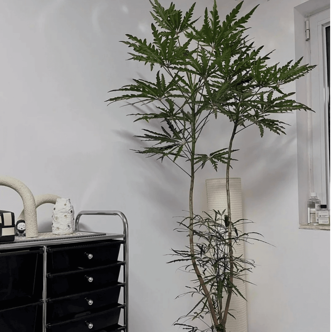 孔雀木盆栽细叶观赏植物办公室书房阳台庭院日式净化空气绿植观叶