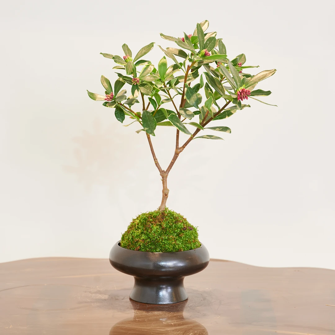 【浮力】金边瑞香盆栽耐寒浓香型年宵花好养桌面绿植