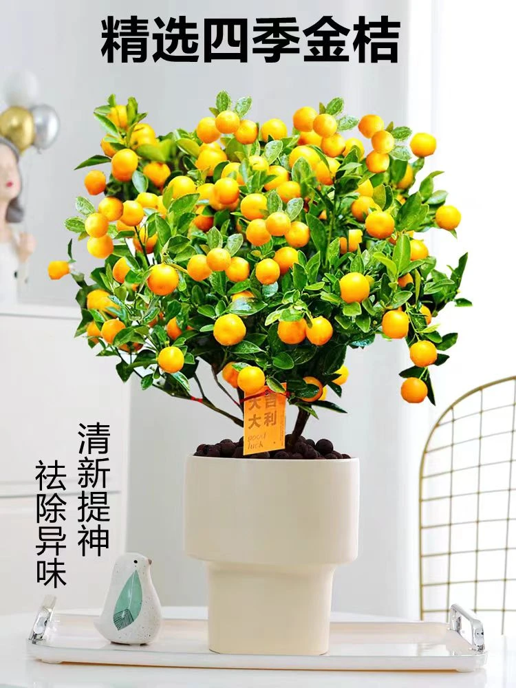 【浮力】四季橘盆栽大吉大利年宵花庭院好养新年乔迁