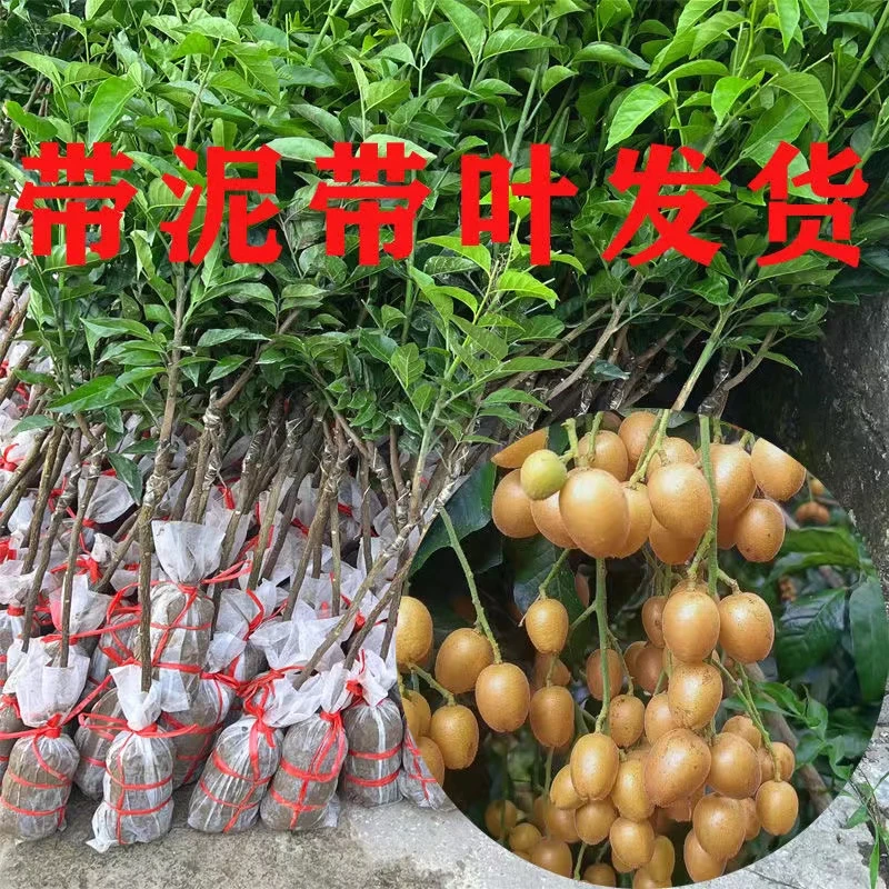 紫肉黄皮苗大鸡心无核嫁接贵妃黑皮黄皮果树苗水果苗盆地栽包邮