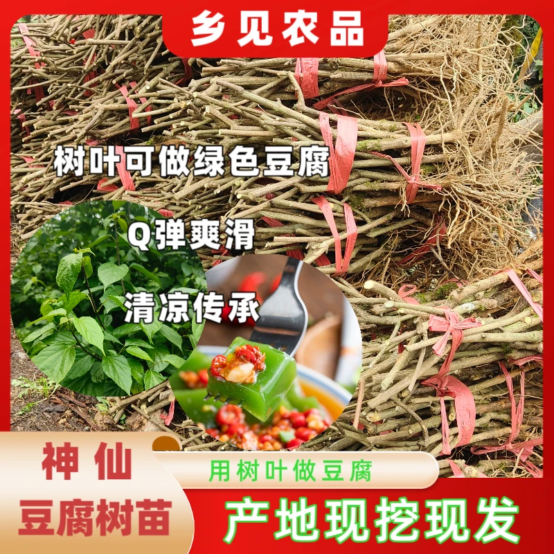 正宗神仙豆腐树苗基地观音豆腐苗圃斑鸠豆腐神豆腐树批发豆腐柴苗
