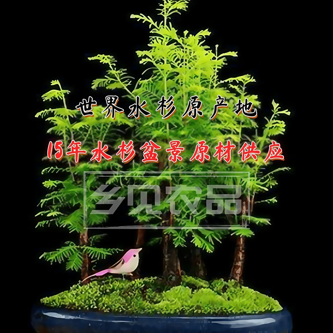 批发水杉树苗圃基地人工种植水杉盆景用水杉苗盆栽鱼缸水培水杉