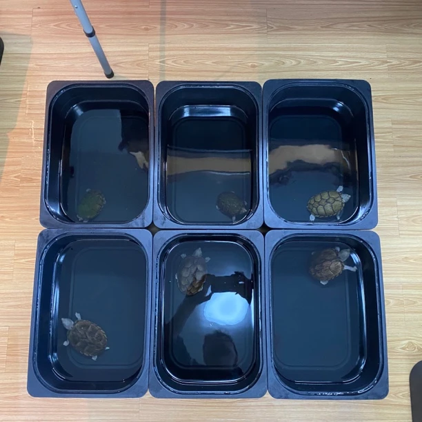 舒法特观背青鳉养殖乌龟苗黑白发色盒方形黑色盒子全黑龟缸隔离盒