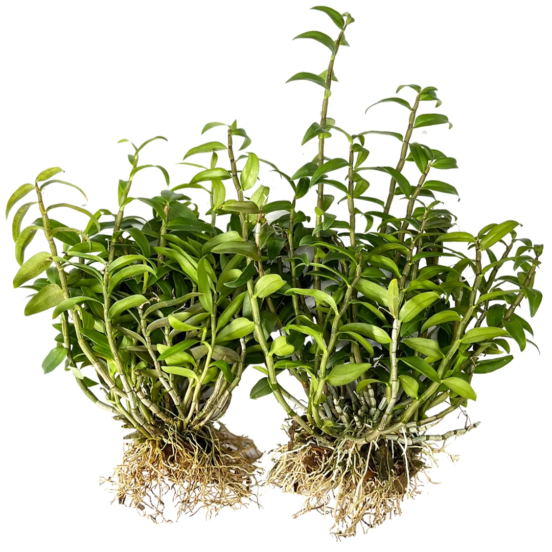 正宗雁荡山铁皮石斛苗种植苗红杆苗木桩盆栽花卉室内室外都可种植