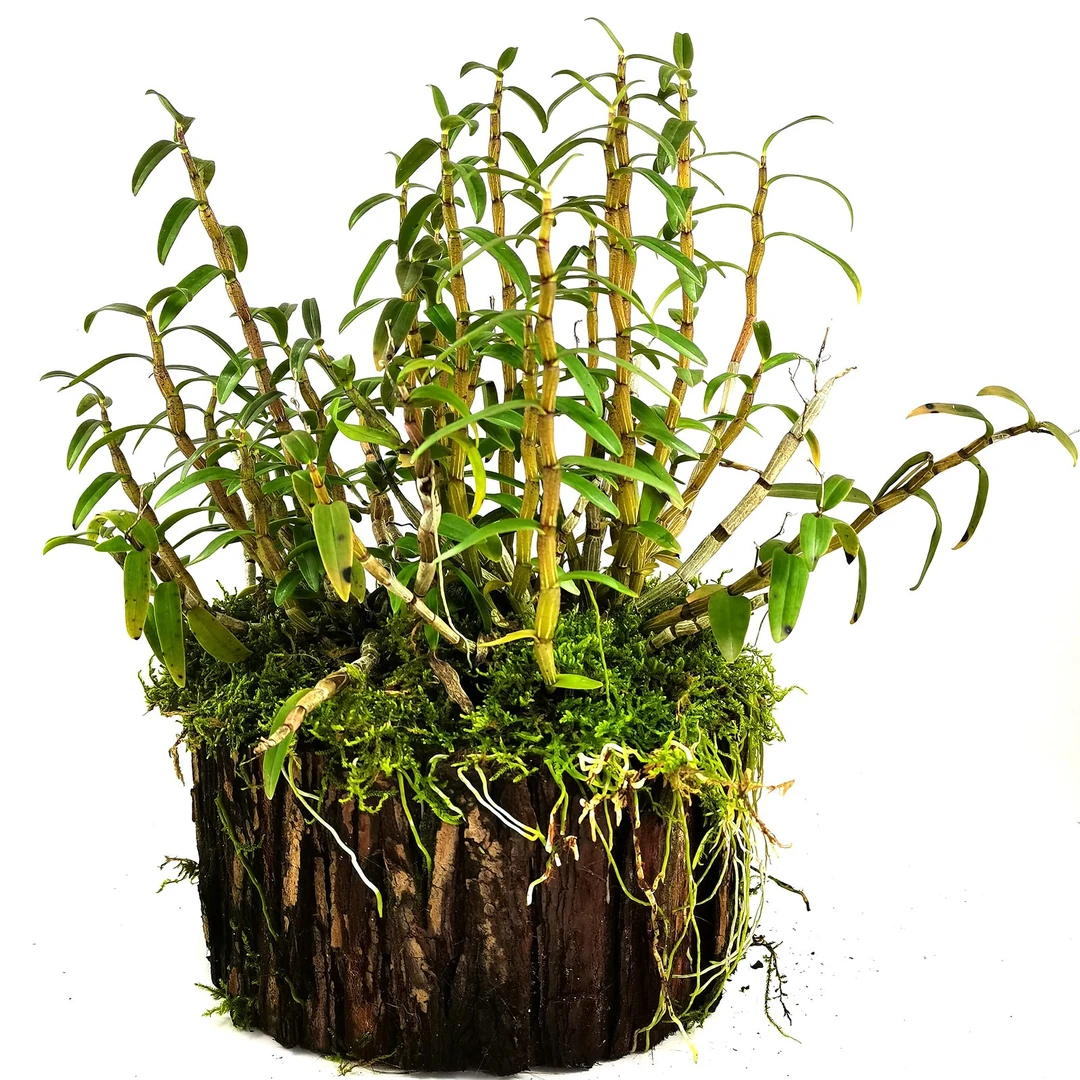 正宗雁荡山铁皮石斛木桩苗已种活生根苗带木桩发货可食用铁皮石斛