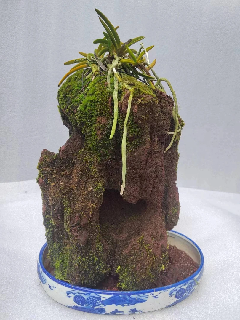 绿植盘栽花香，一物一拍水杨梅瘤枝卫矛