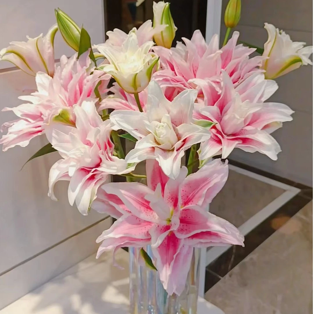 伊莎贝拉 粉色重瓣百合（家居水培鲜花）