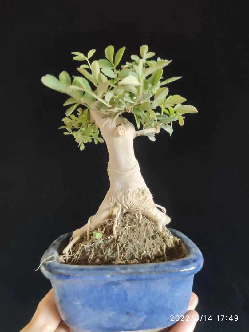 对接白蜡小型盆景-自选