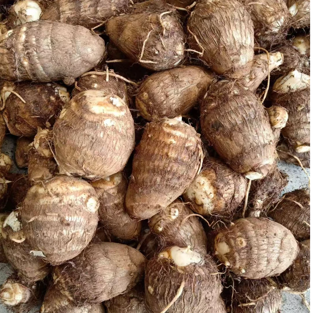 3斤 云南小芋头 牛奶小芋头现挖现发 坏果包赔yqq