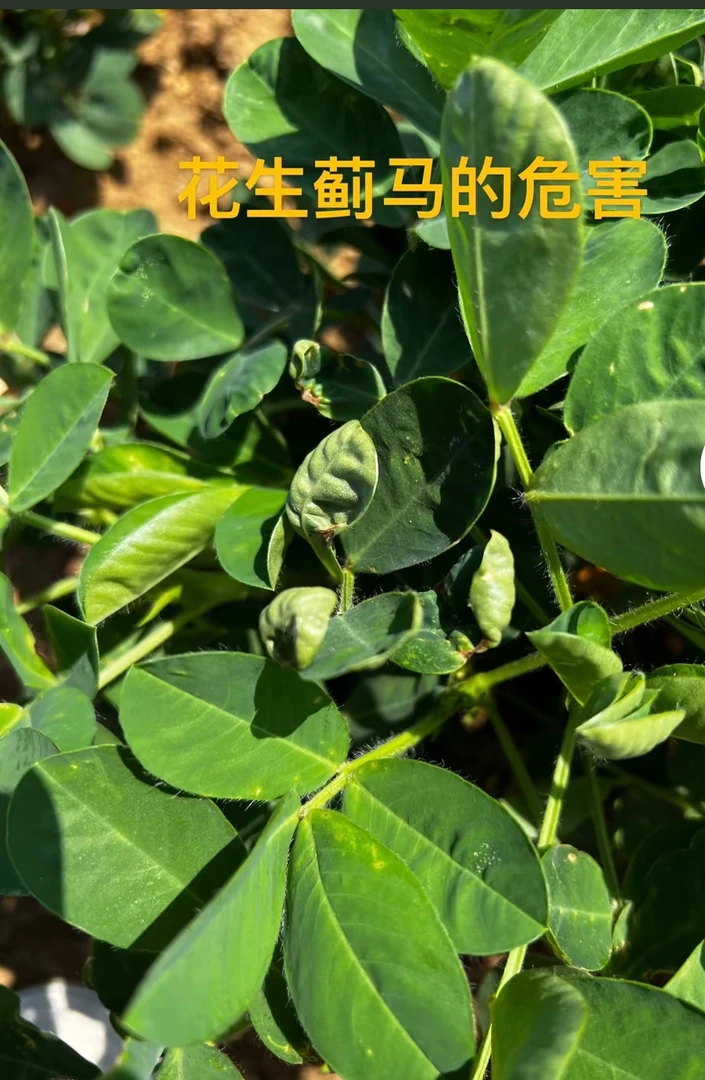 花生叶片皱缩蓟马危害