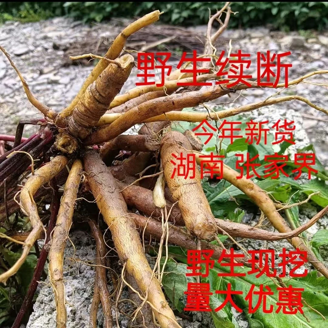 野生续断中药材花草茶新货武陵山续断原始森林续段接骨草新鲜食用