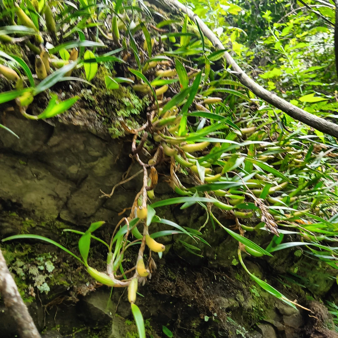 石橄榄纯天然双叶大果野生石橄榄新鲜石橄榄双叶中果原生态大果